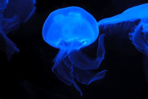 Unlocking the secrets of bioluminescence in magical lights fishbowls